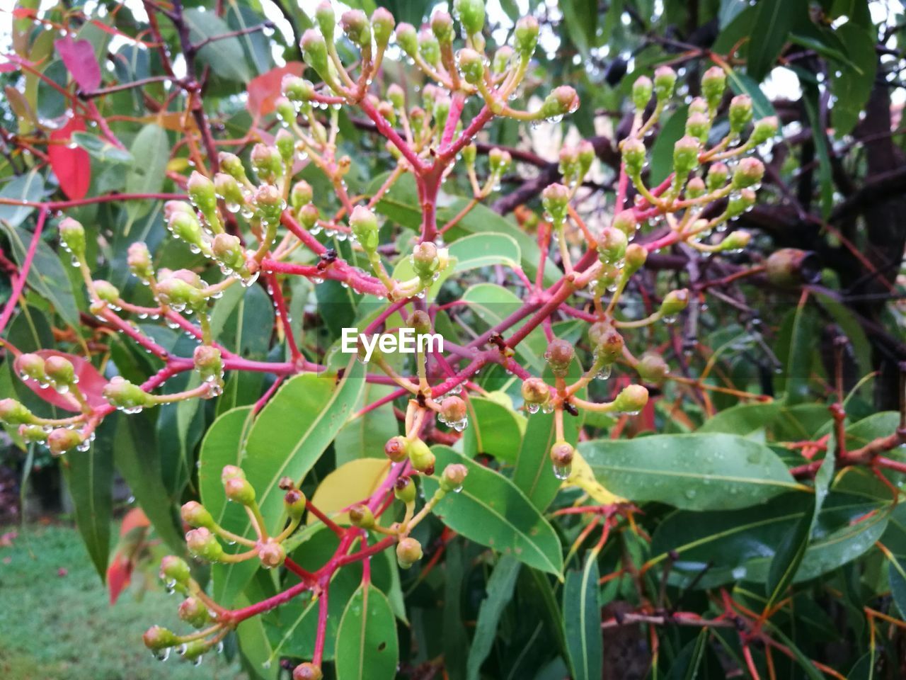 CLOSE-UP OF FRUITS ON TREE