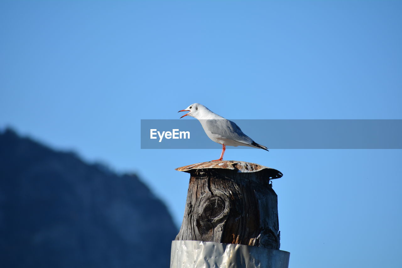 Low angle view of seagull perching on wooden post