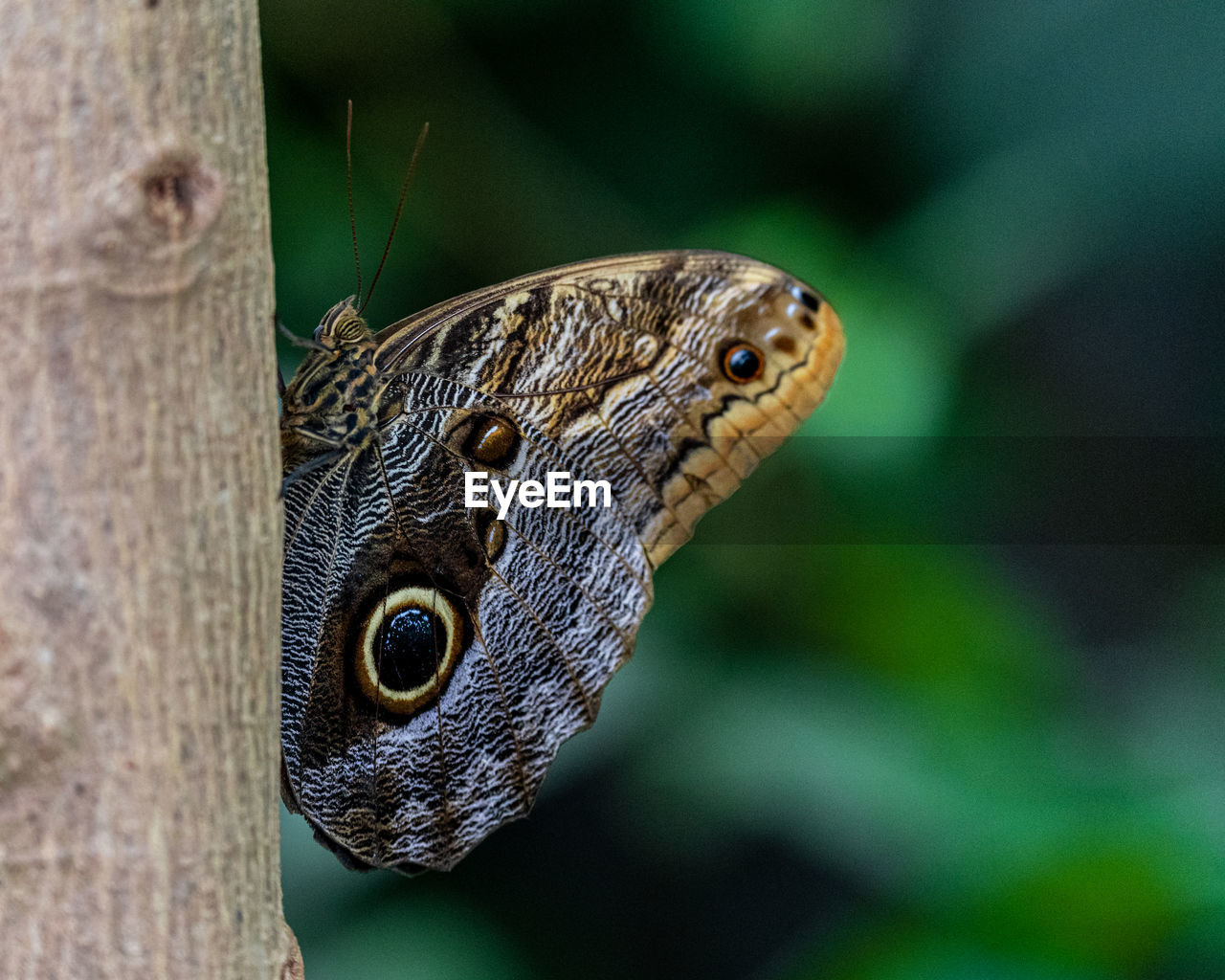 animal themes, animal, animal wildlife, one animal, nature, wildlife, close-up, green, macro photography, reptile, butterfly, animal body part, moths and butterflies, no people, lizard, insect, tree, beauty in nature, focus on foreground, outdoors, side view, day, plant