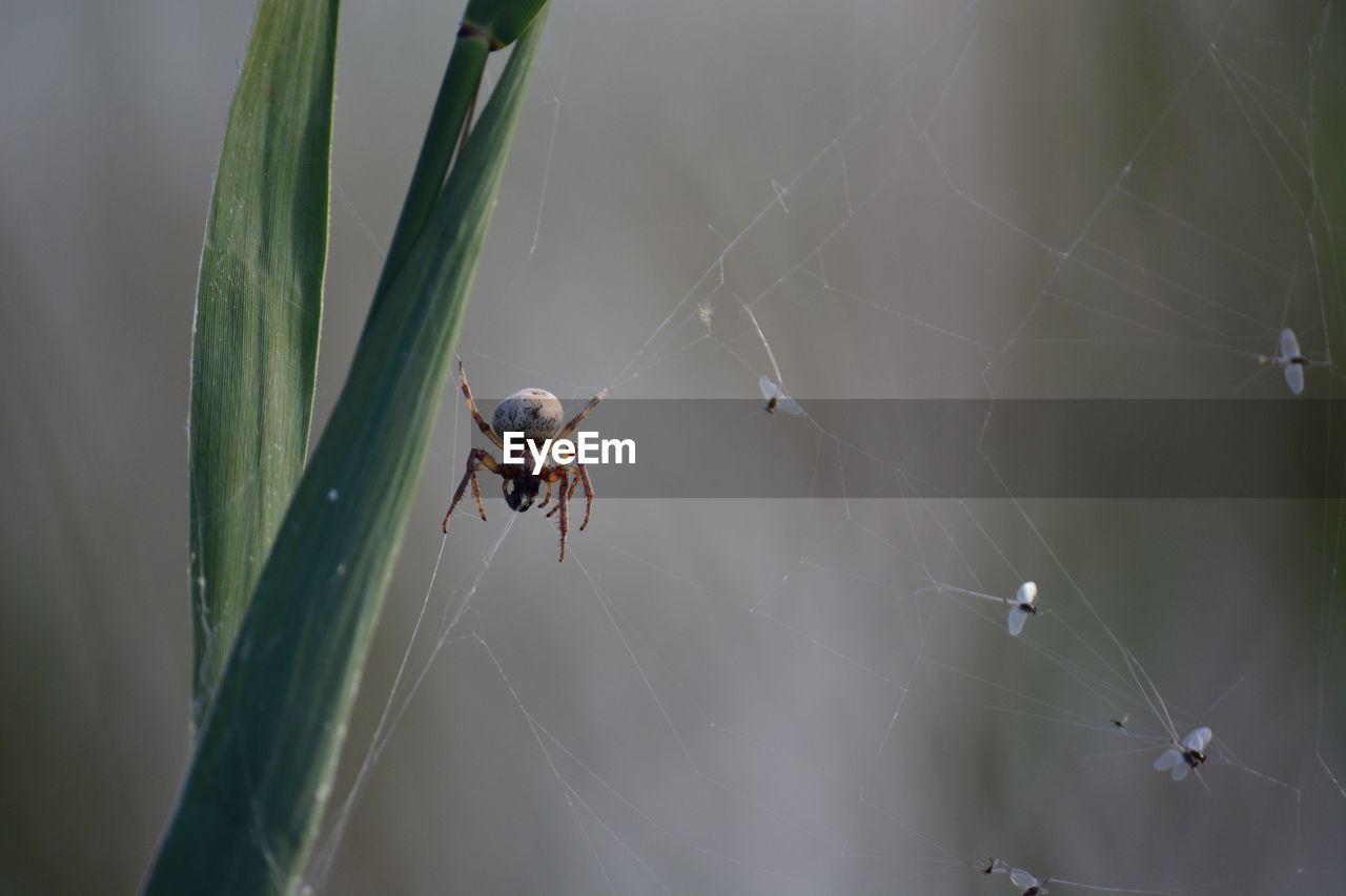 Close-up of spider