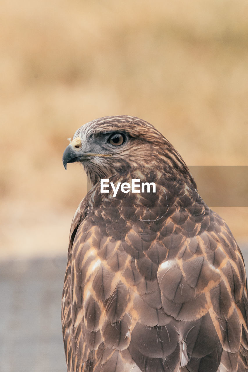 Close-up of a common buzzard