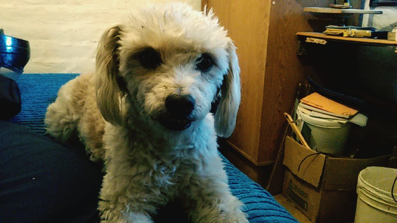 CLOSE-UP PORTRAIT OF DOG IN HOME