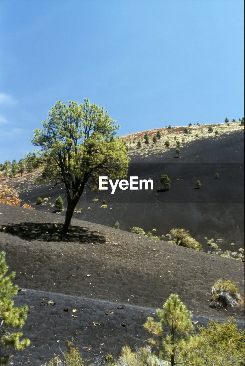 TREES ON LANDSCAPE AGAINST CLEAR SKY