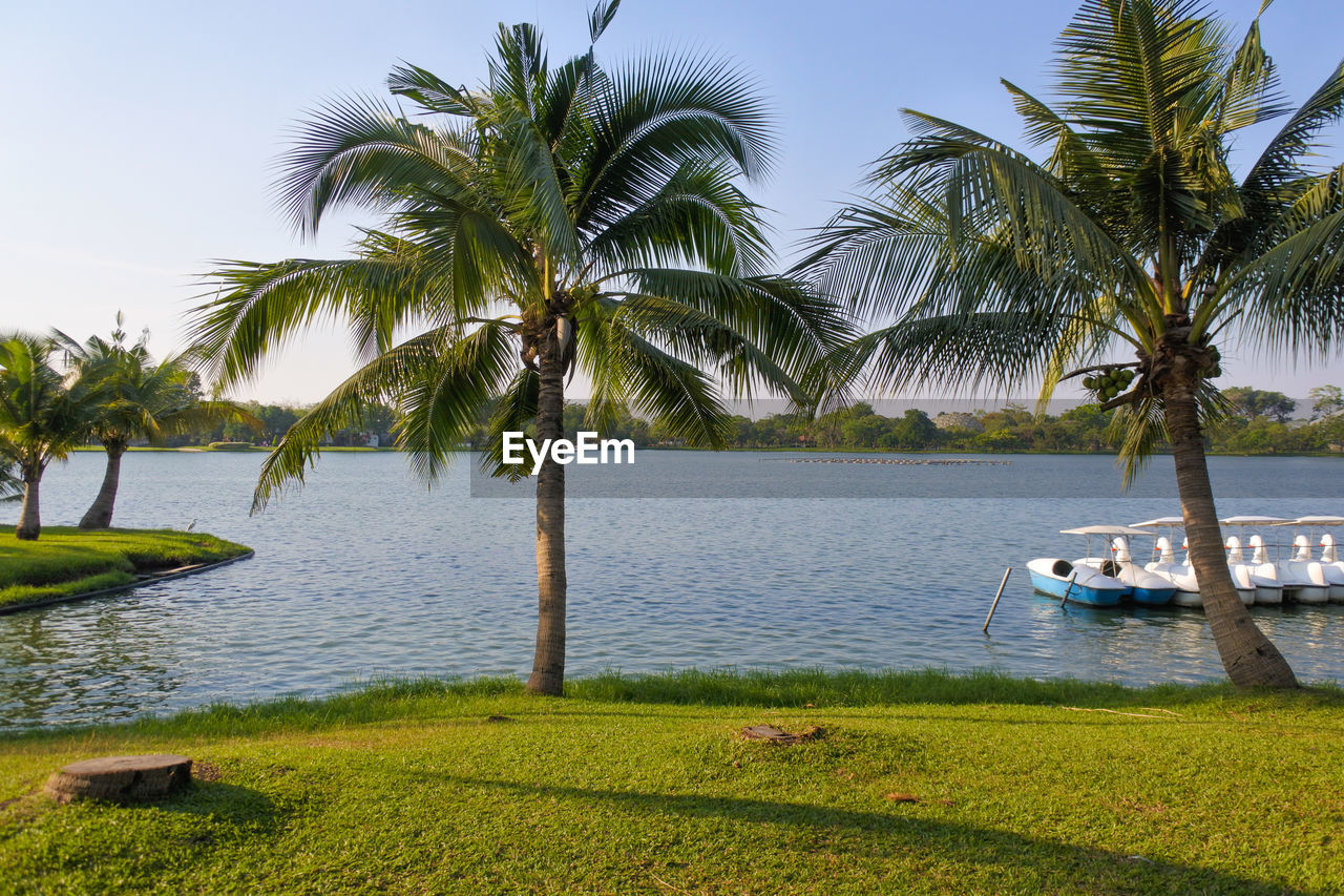 Scenic view of palm trees by sea against sky