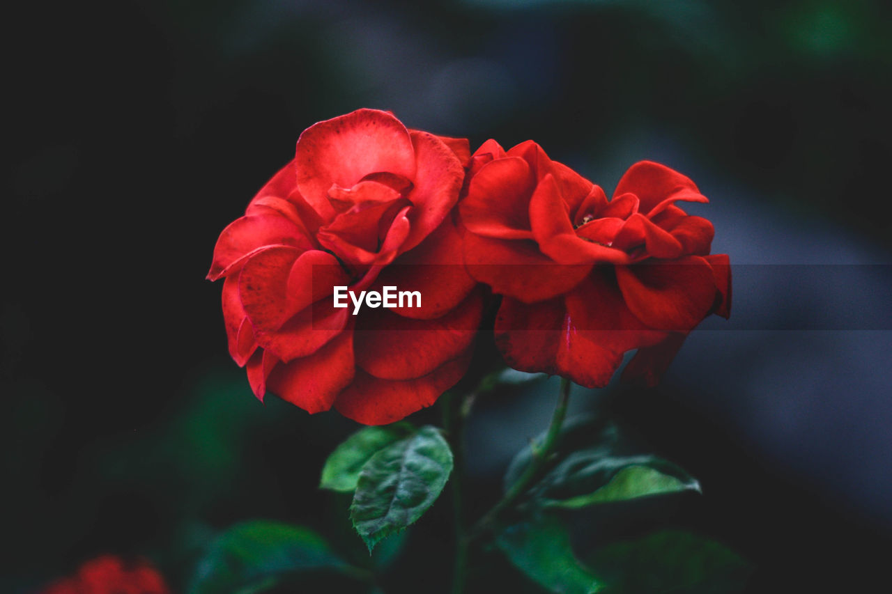 Close-up of red rose