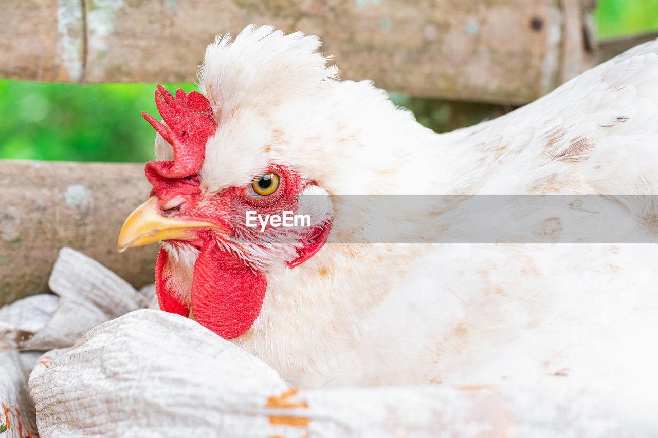 Gallus gallus domesticus, white peasant hen angry while laying an egg in a guadua henhouse