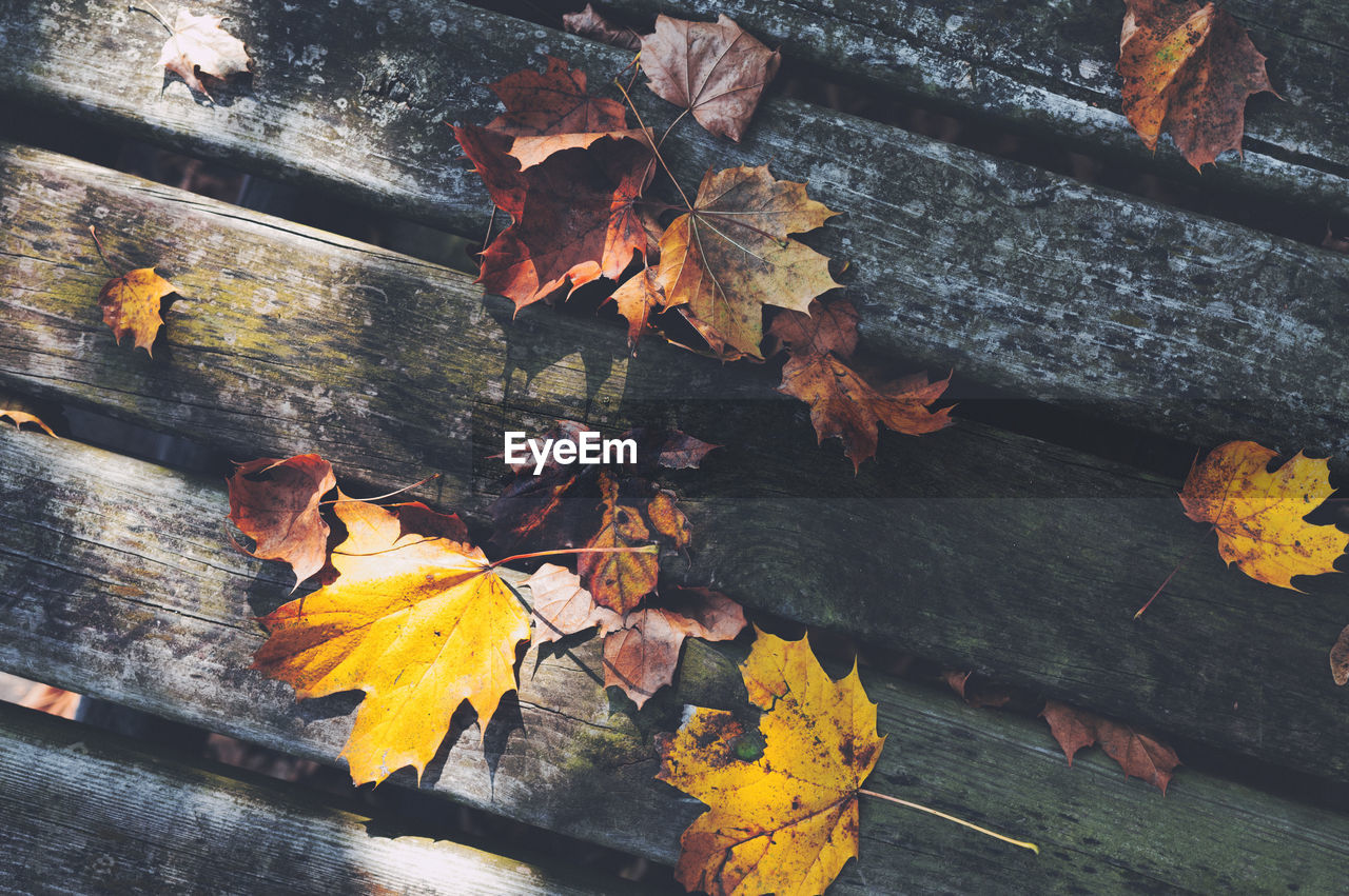 Freshly fallen autumn leaves on outdoor wooden table.