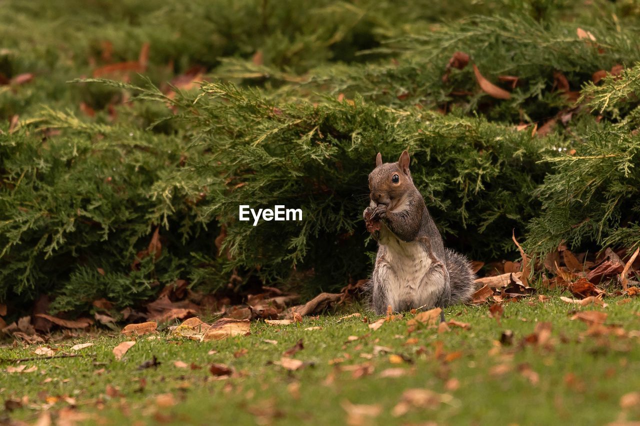 Squirrel in a field