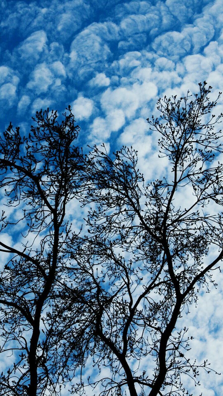 LOW ANGLE VIEW OF TREE AGAINST BLUE SKY