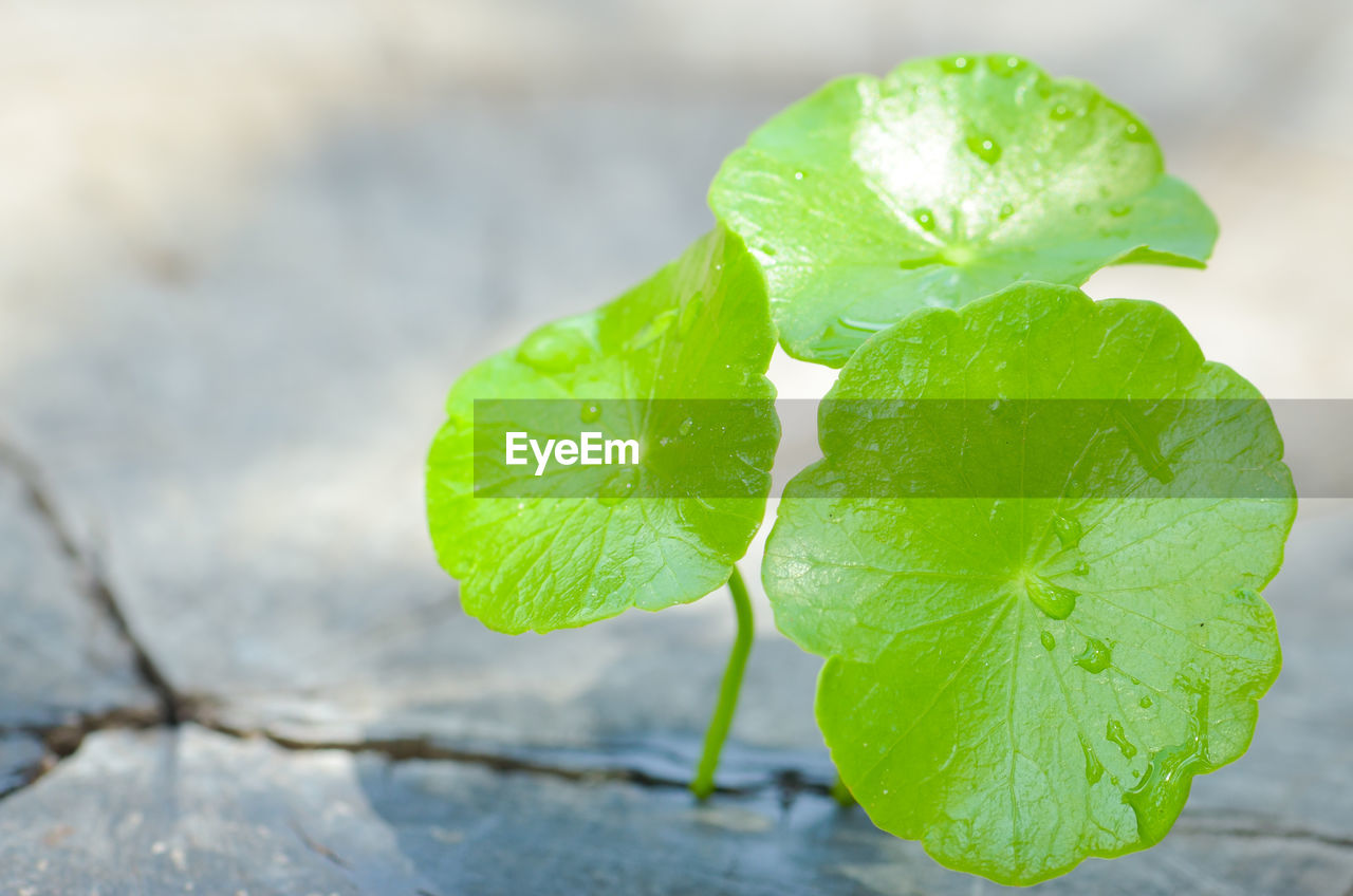 Close-up of water drops on leaf