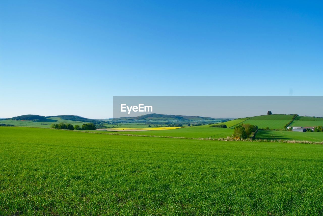 Scenic view of agricultural field against clear sky