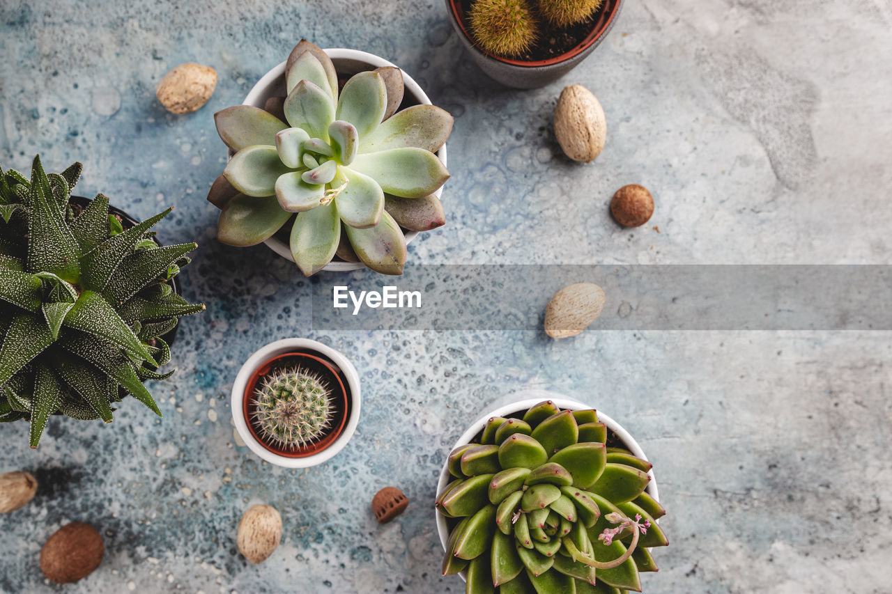 HIGH ANGLE VIEW OF SUCCULENT PLANT IN BOWL