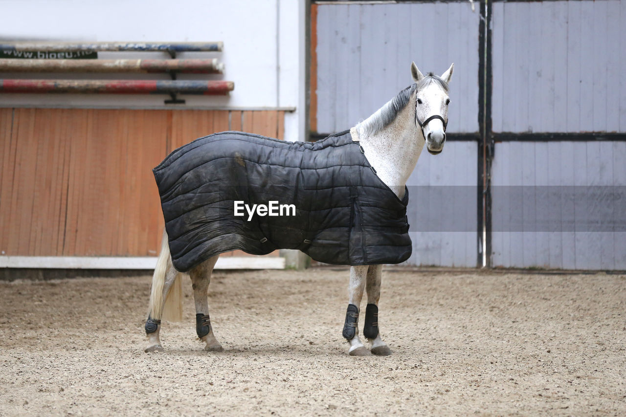 SIDE VIEW OF HORSE STANDING ON FIELD AGAINST THE SKY