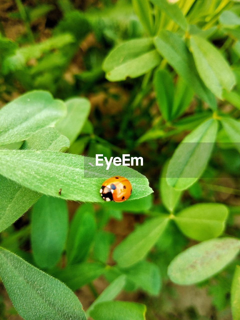 Close-up of ladybug on leaf