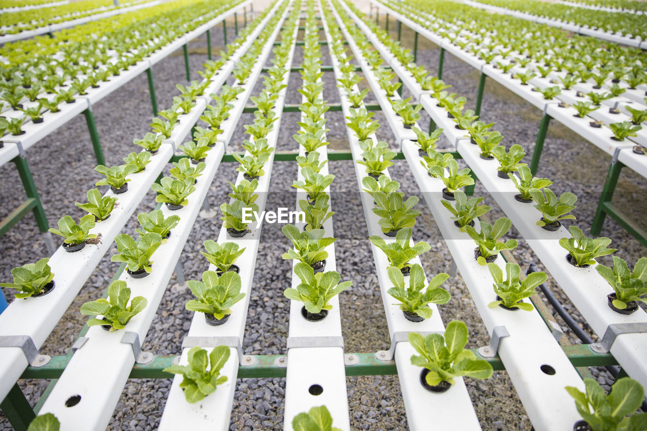 Vegetables growing in greenhouse