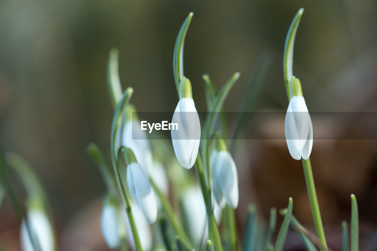 Close-up of snowdrop buds