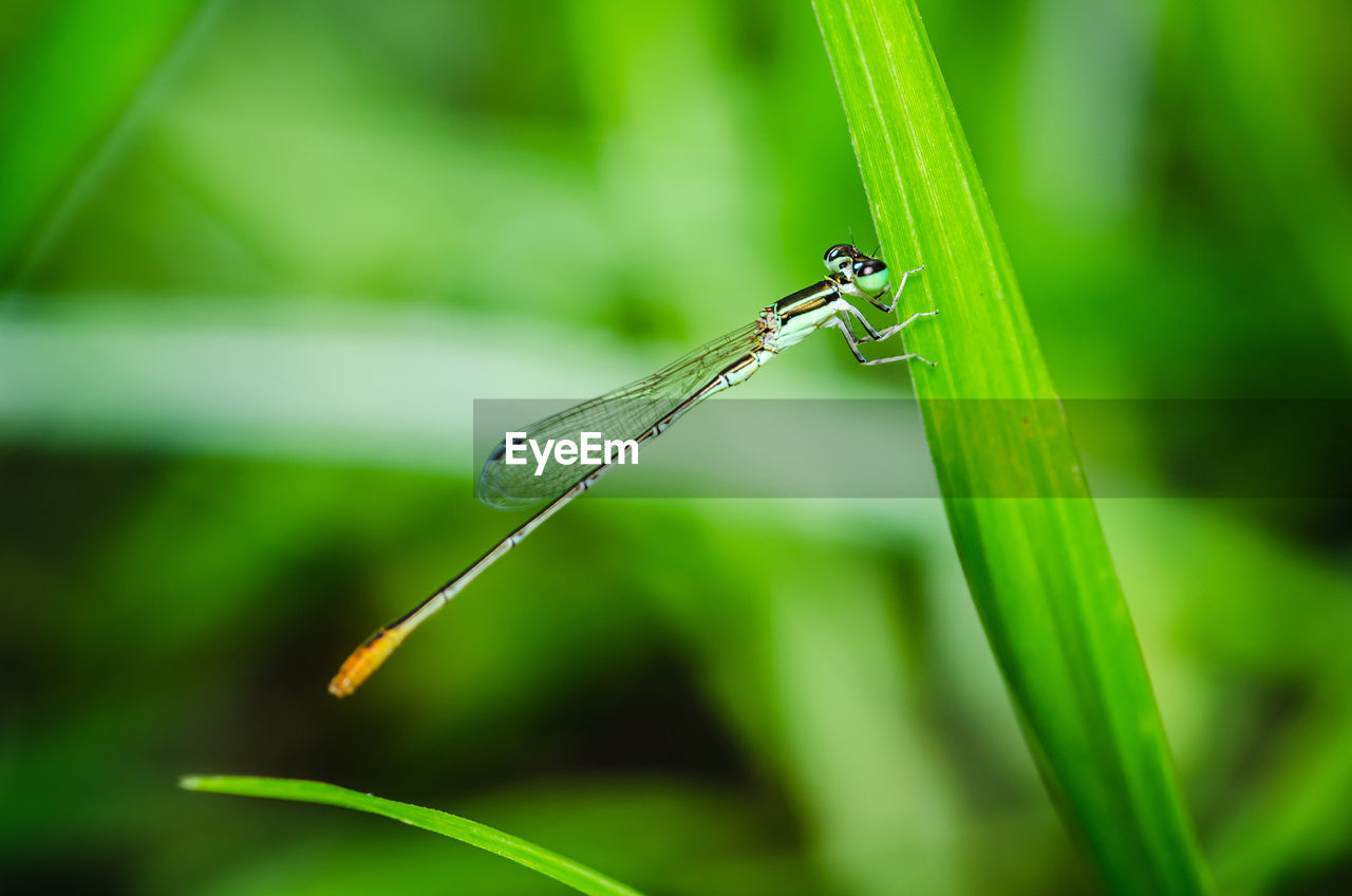 green, insect, animal themes, animal, animal wildlife, dragonflies and damseflies, wildlife, grass, one animal, close-up, plant, nature, macro photography, dragonfly, plant stem, focus on foreground, plant part, leaf, animal wing, no people, beauty in nature, outdoors, blade of grass, macro, day, animal body part, environment