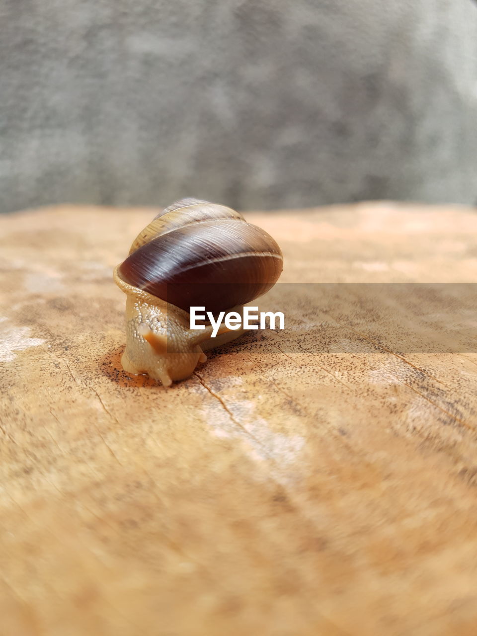 Close-up of snail on wood / land