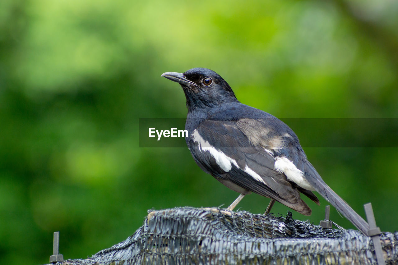 Magpie robin is a beautiful singer feeding in a garden