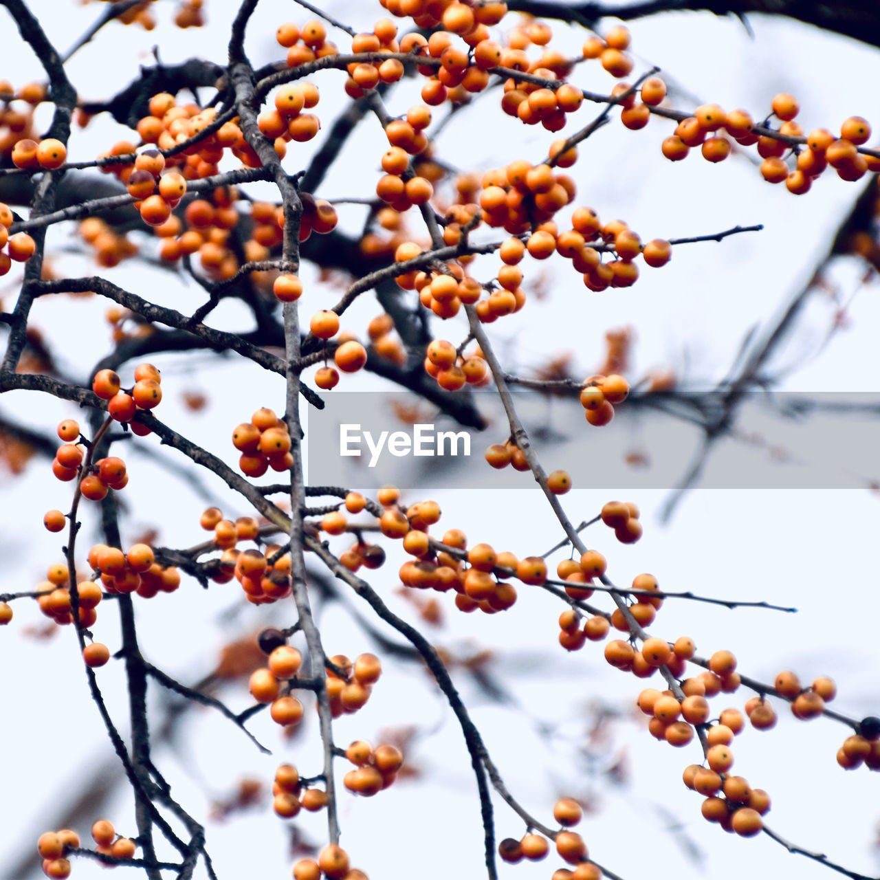 tree, plant, branch, nature, no people, food, fruit, food and drink, growth, beauty in nature, freshness, twig, healthy eating, leaf, day, low angle view, autumn, outdoors, spring, flower, focus on foreground, produce, sky, close-up, tranquility, winter, plant part, persimmon