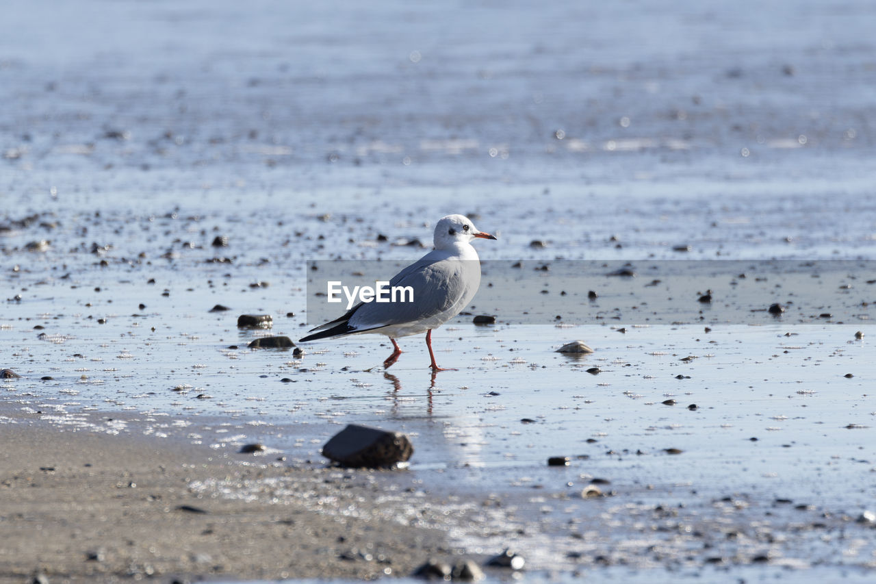 seagull perching on shore at beach