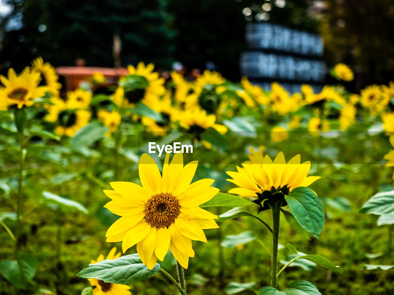 Close-up of yellow flowering plant on field