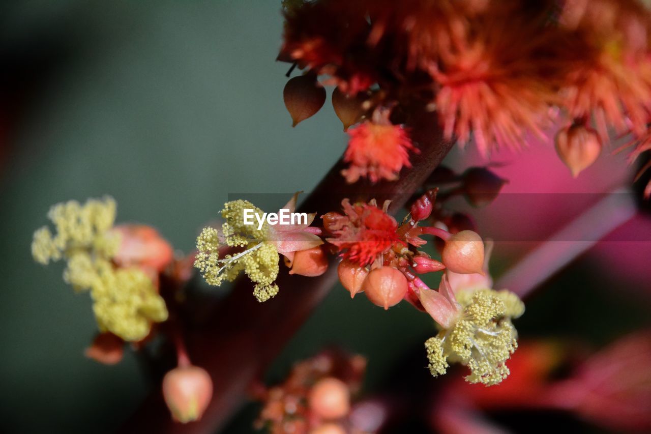 CLOSE-UP OF PINK FLOWER