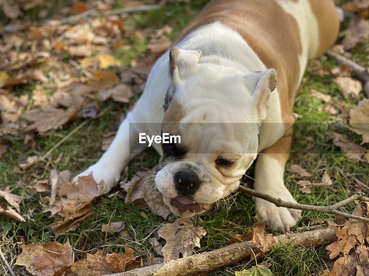 High angle view of bulldog chewing on a stick