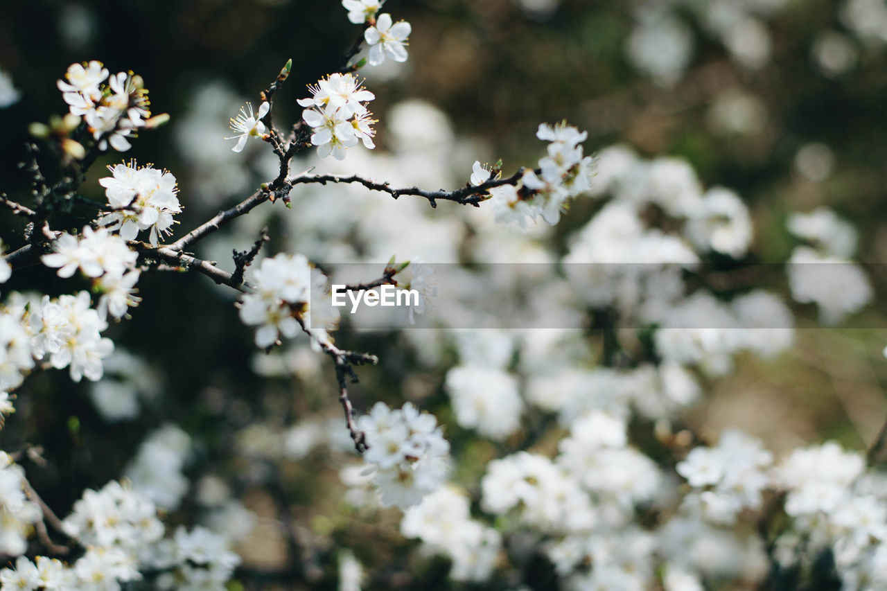 Close-up of white cherry blossoms in spring