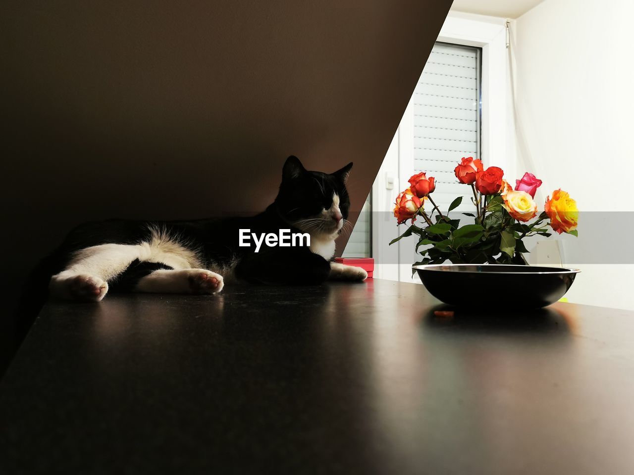 CAT LOOKING AT POTTED PLANT ON TABLE