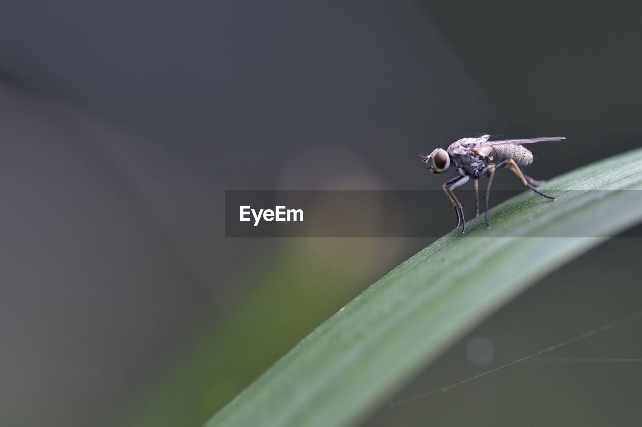 Close-up of fly on leaf