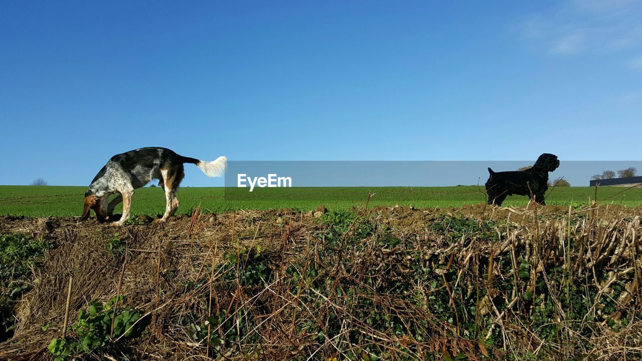 DOG ON GRASSY FIELD AGAINST CLEAR SKY