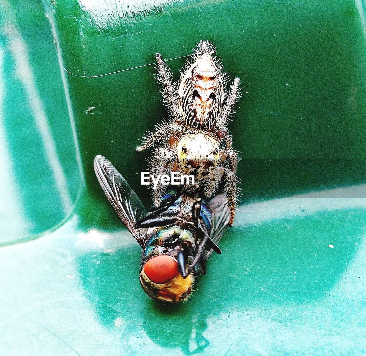 HIGH ANGLE VIEW OF SPIDER ON WEB