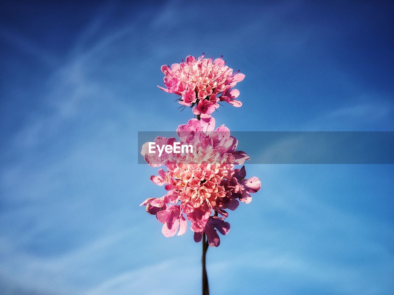 CLOSE-UP OF PINK FLOWERING PLANT AGAINST BLUE SKY