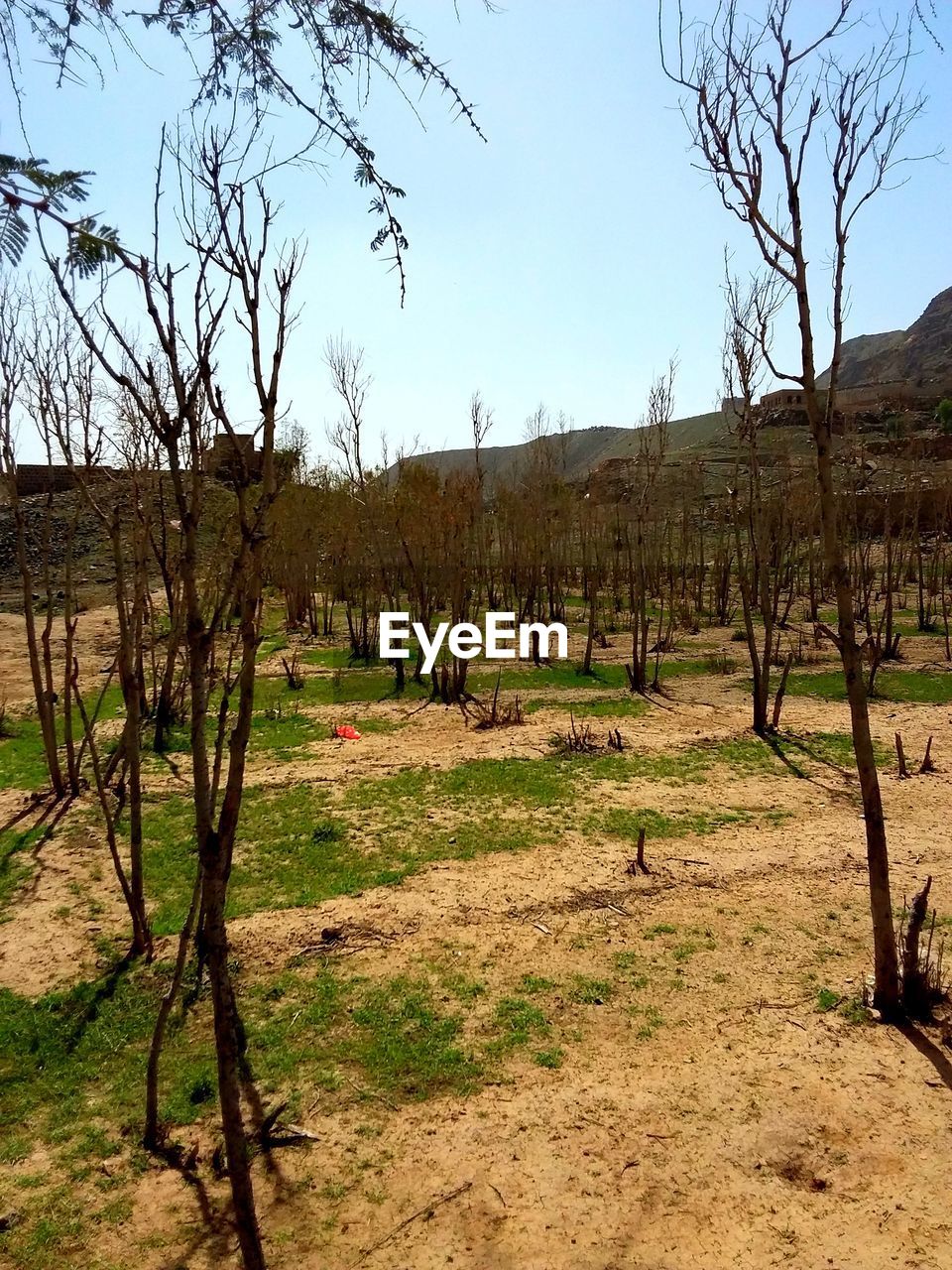 BARE TREES ON FIELD AGAINST CLEAR SKY