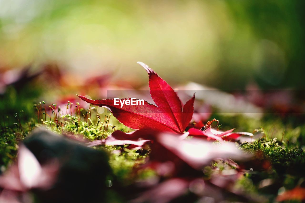 Close-up of red maple leaves on field