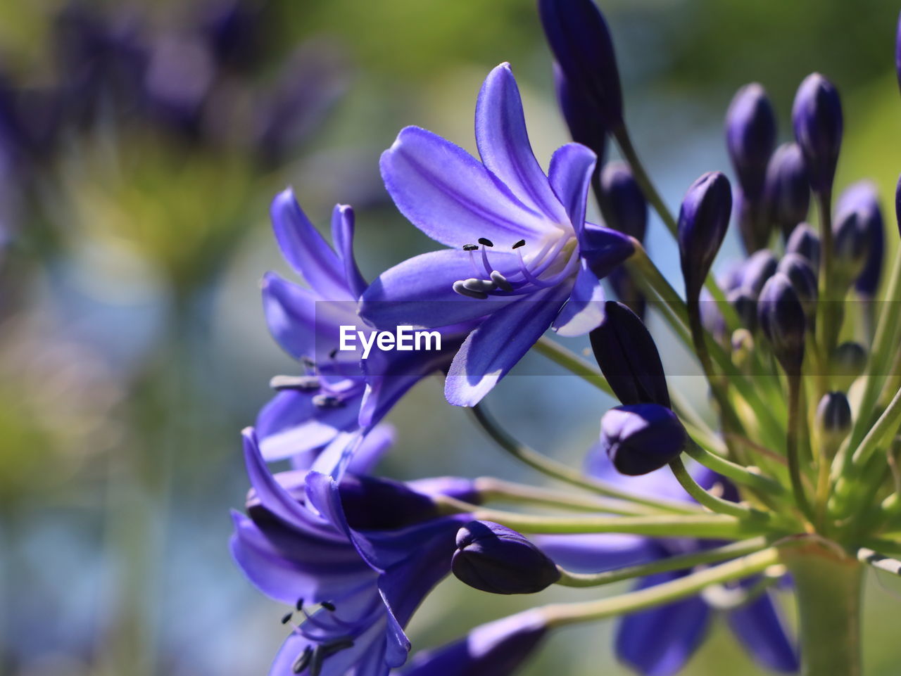 Close-up of purple flowering plant