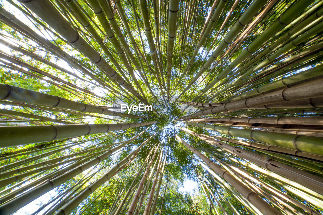 Bamboo forest sky