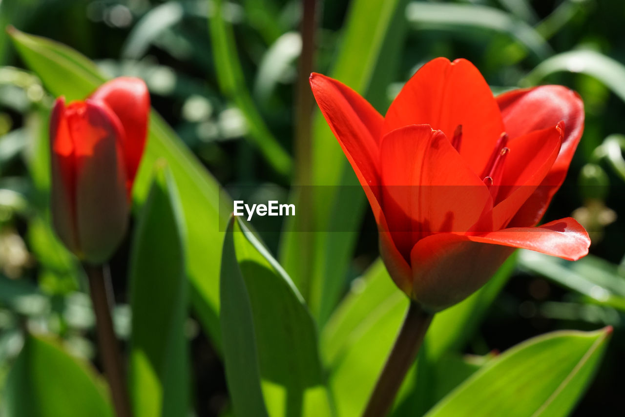 CLOSE-UP OF RED TULIP AND PLANTS