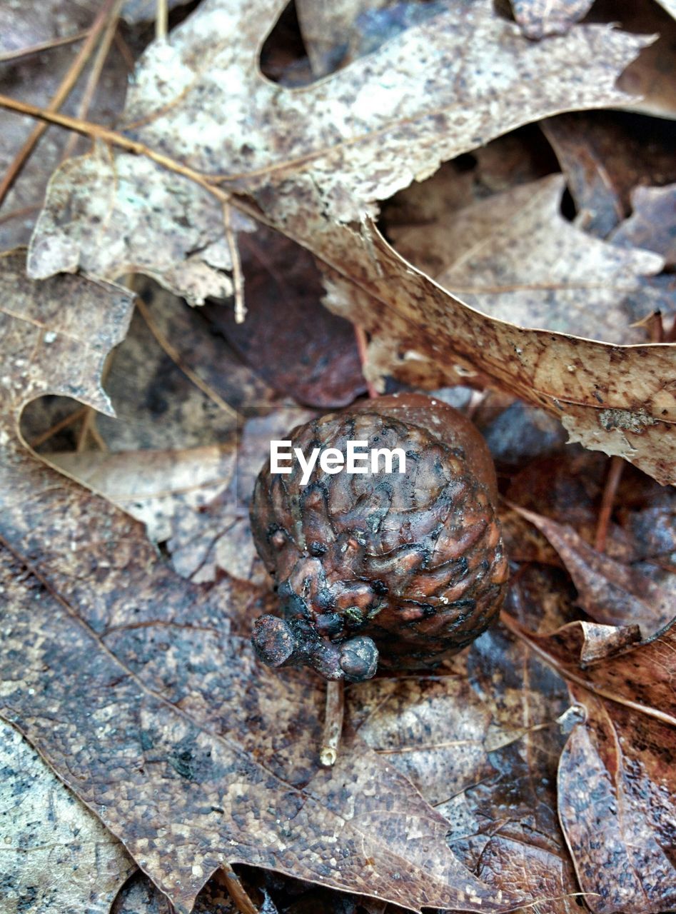 Acorn in dry leaves