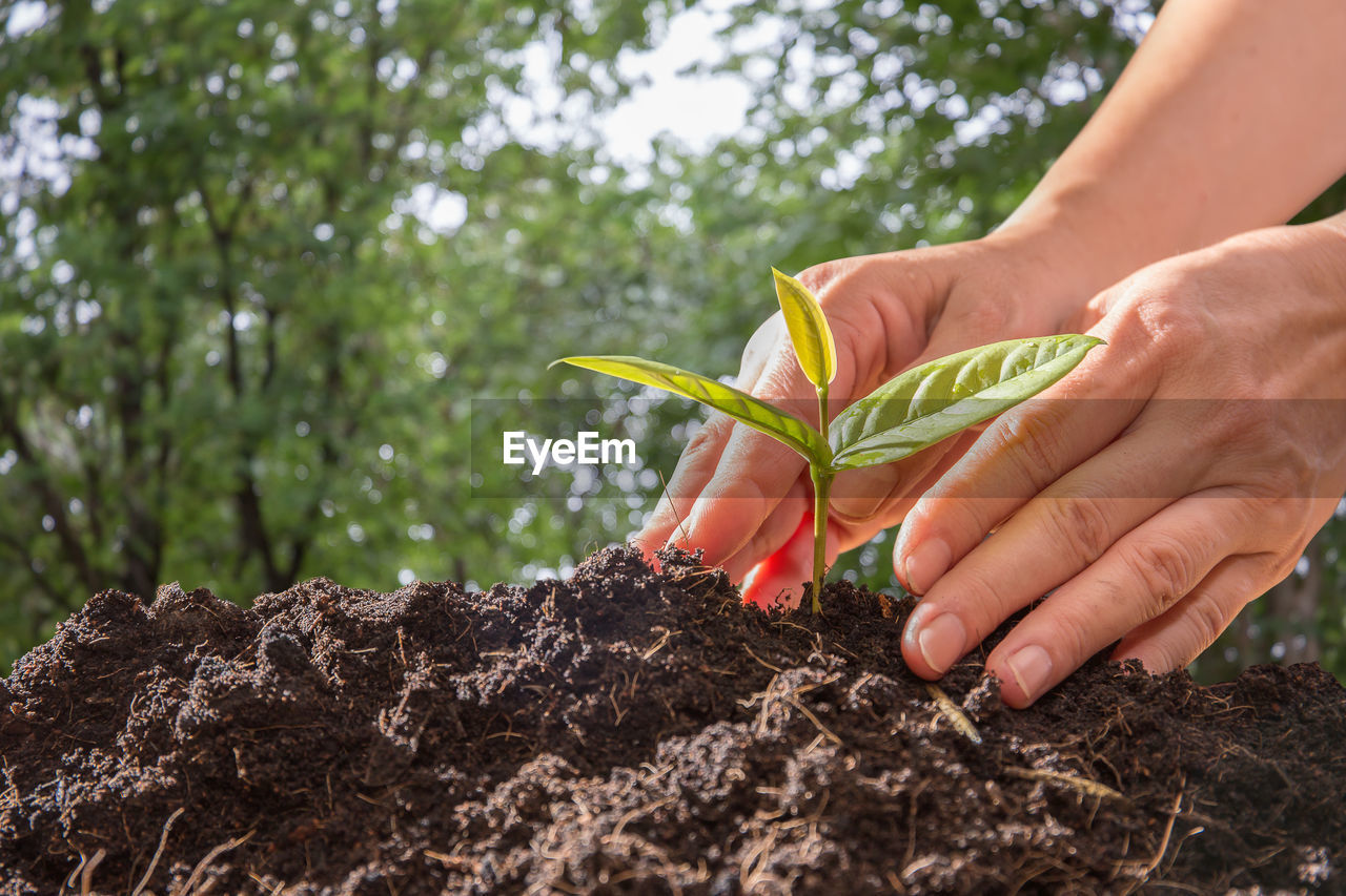 Cropped image of hands planting seedling in mud