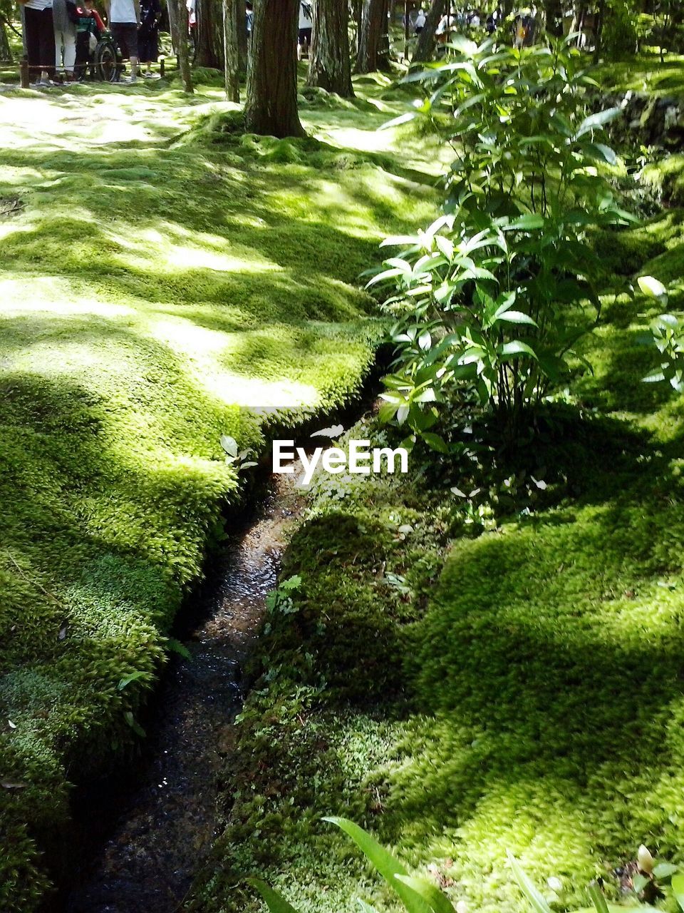 SHADOW OF TREE ON GREEN GRASS