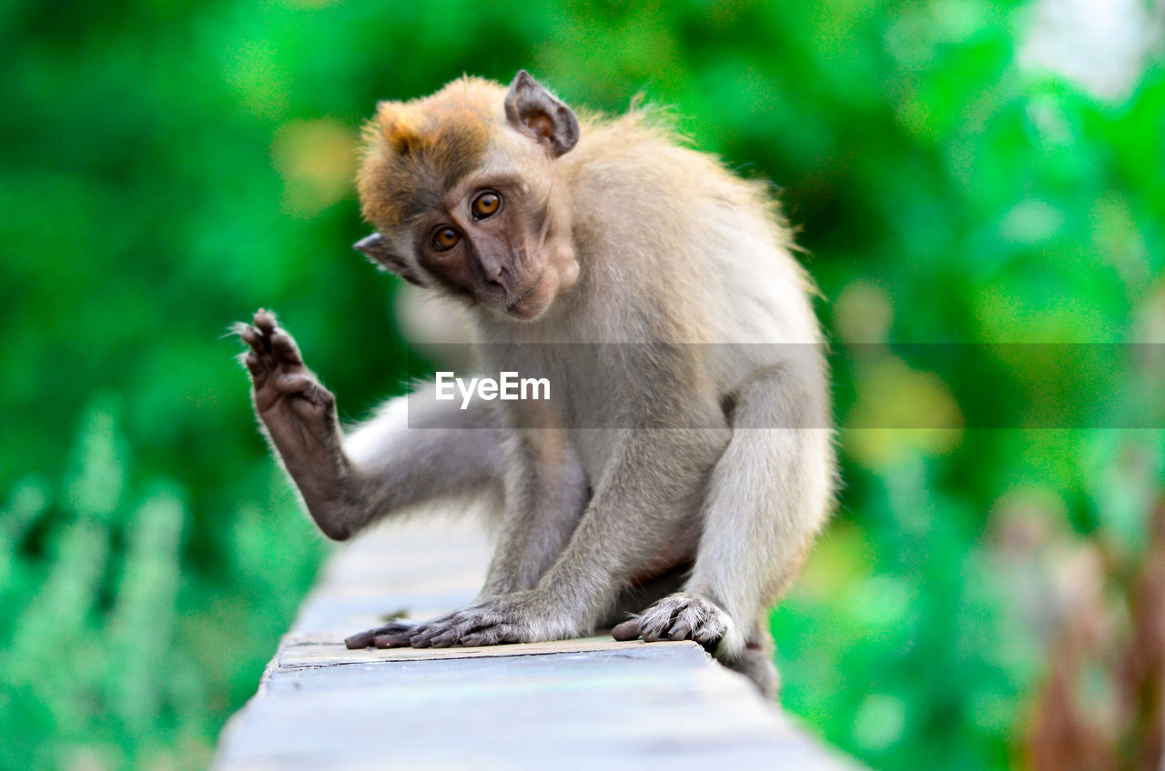 Portrait of monkey against blurred trees