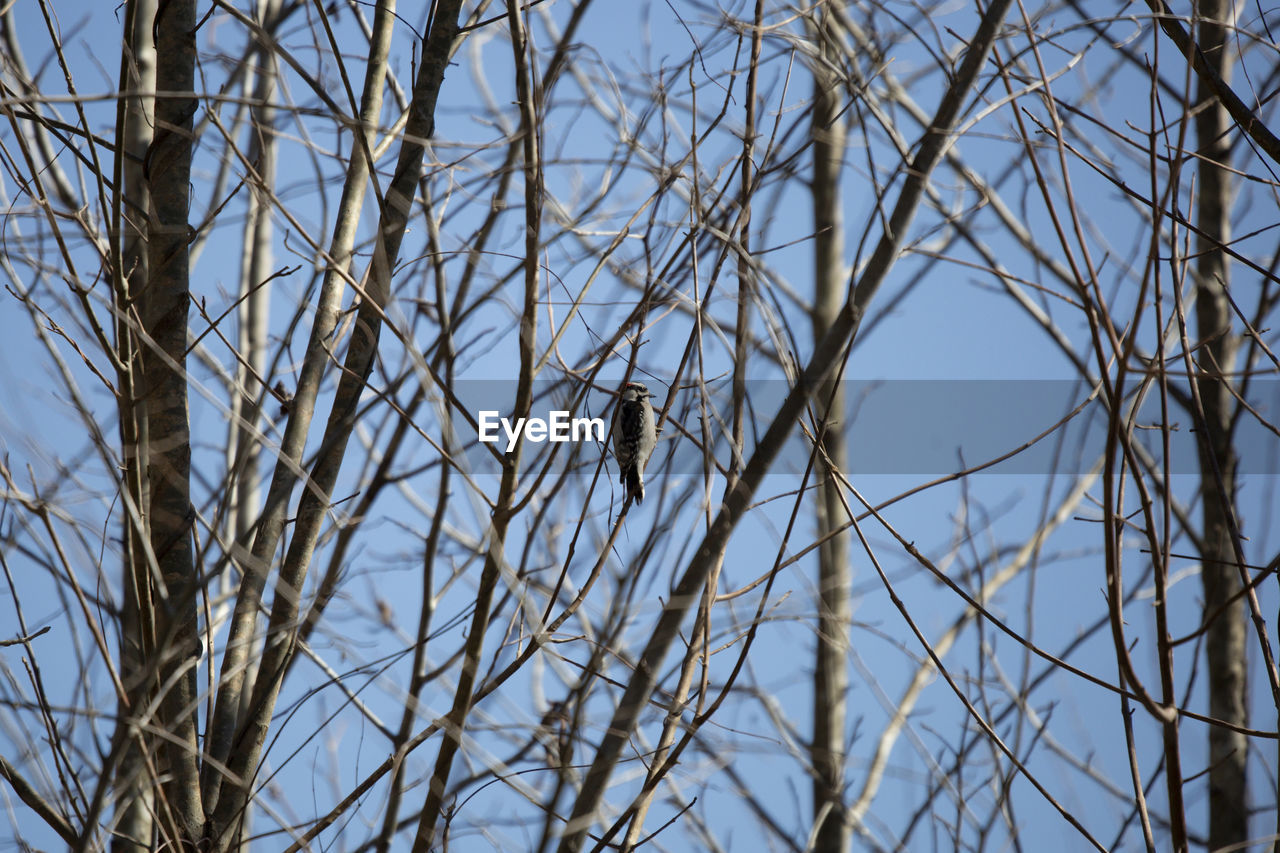 LOW ANGLE VIEW OF BIRD PERCHING ON BARE TREES