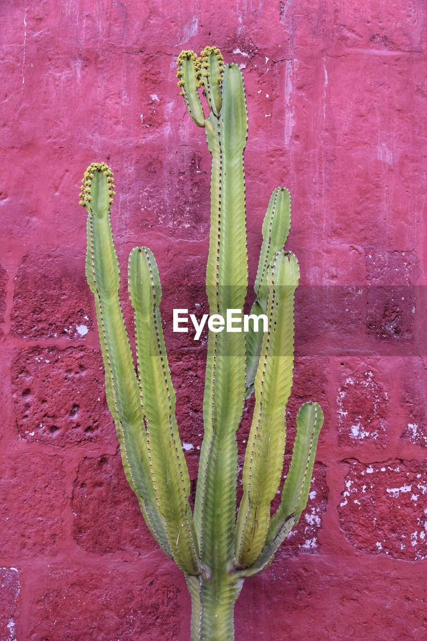 Cactus at santa catalina monastery in arequipa