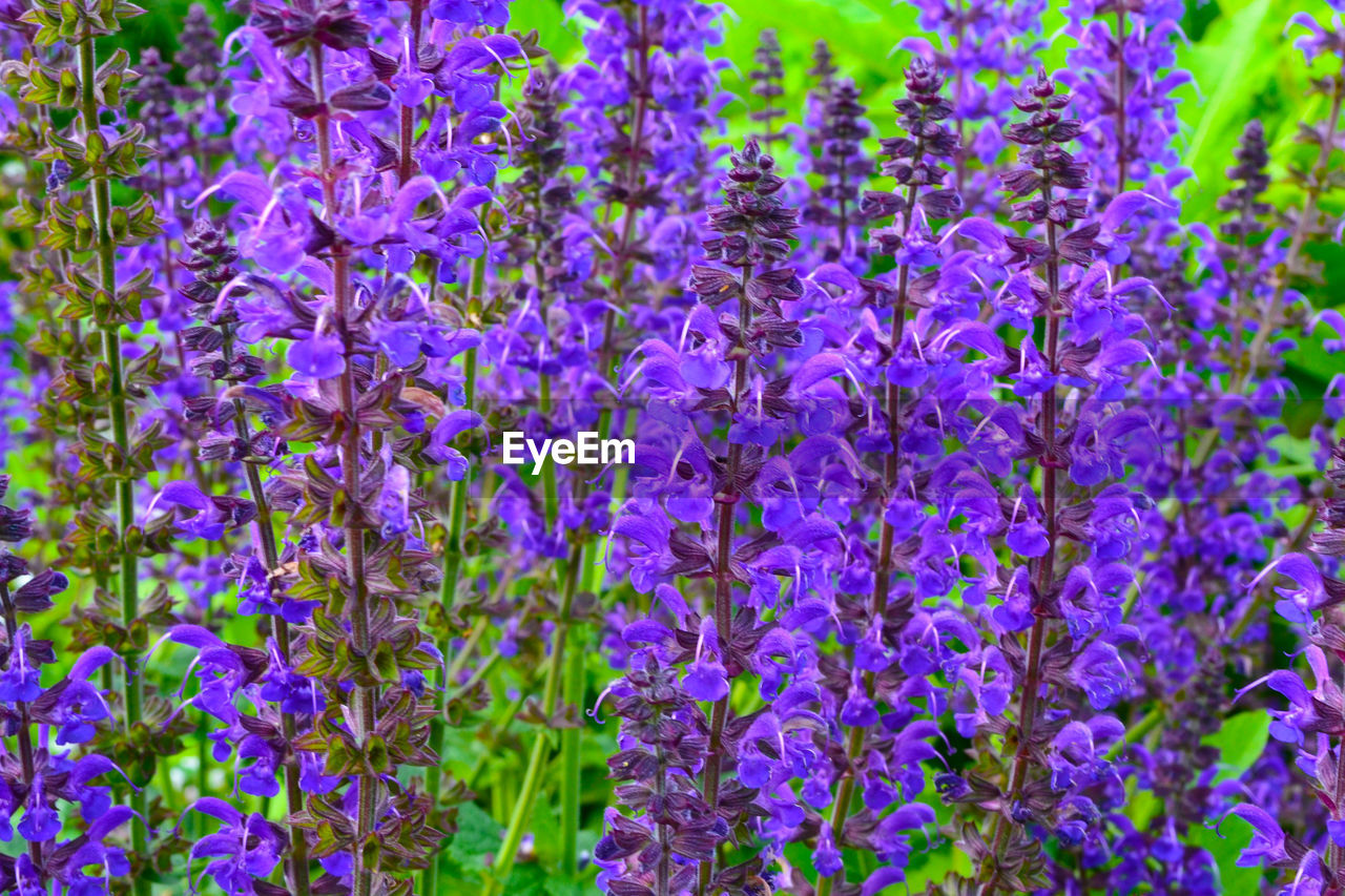 Close-up of purple flowers blooming outdoors