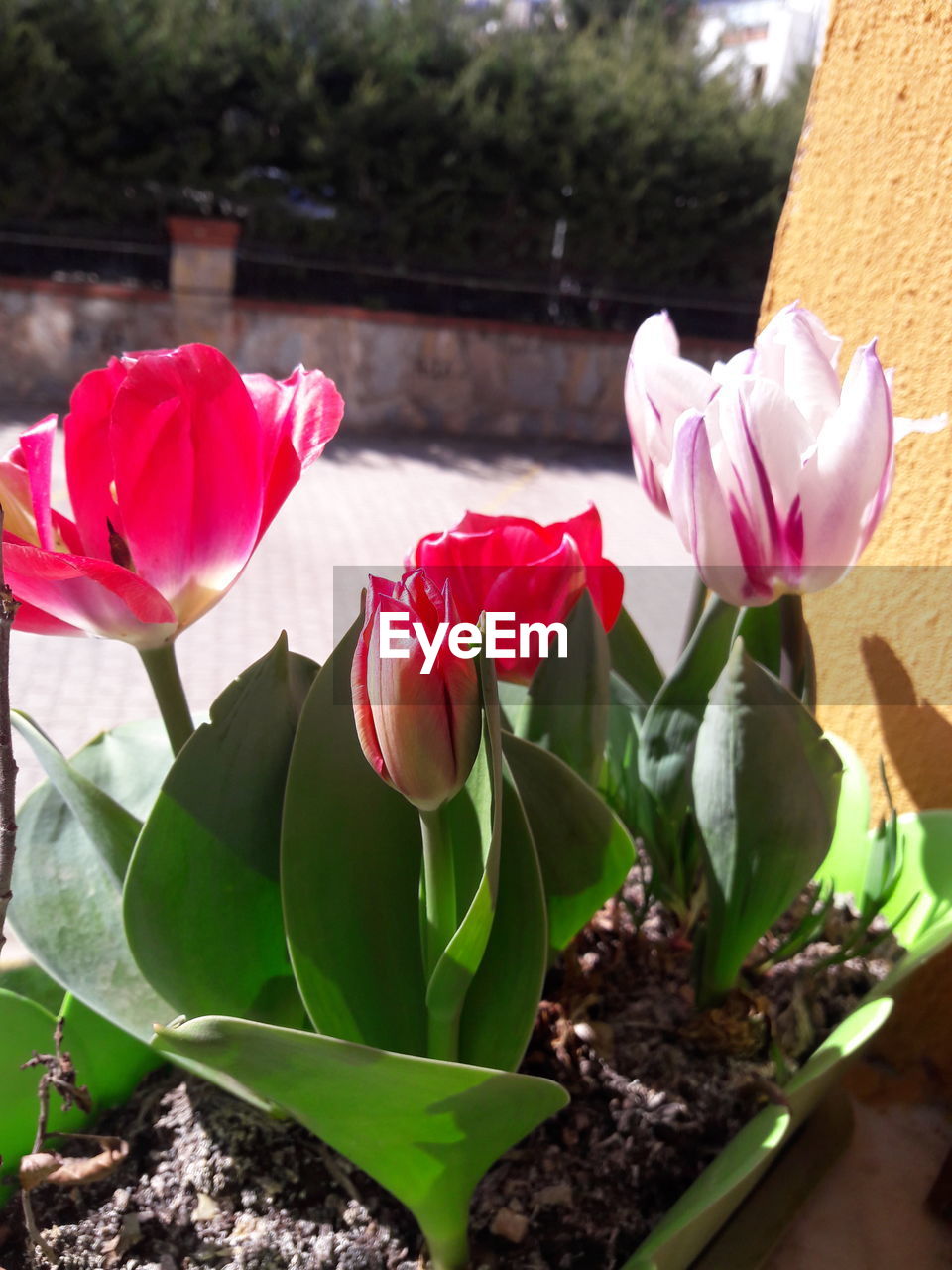 CLOSE-UP OF PINK FLOWER BLOOMING OUTDOORS