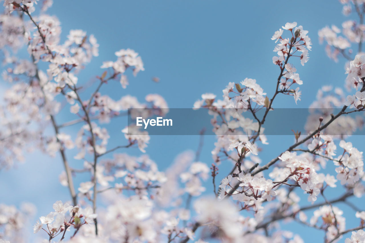 plant, flower, blossom, tree, flowering plant, springtime, freshness, beauty in nature, fragility, nature, branch, spring, growth, sky, cherry blossom, blue, pink, no people, day, outdoors, almond tree, white, close-up, low angle view, selective focus, focus on foreground, tranquility, clear sky, food and drink, cherry tree, fruit tree, inflorescence, petal, botany, sunlight, backgrounds, flower head, food, agriculture, produce, scenics - nature, twig