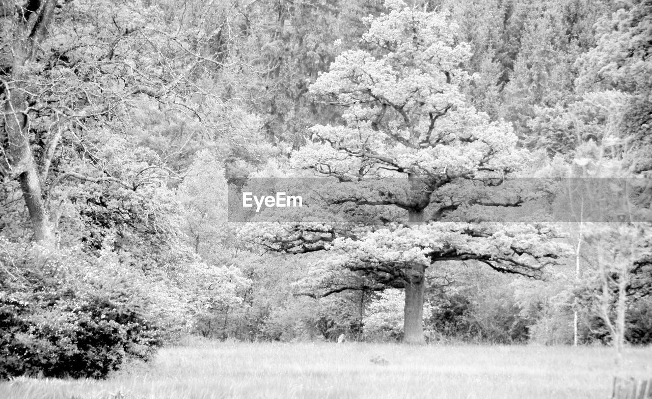 Trees on field in forest