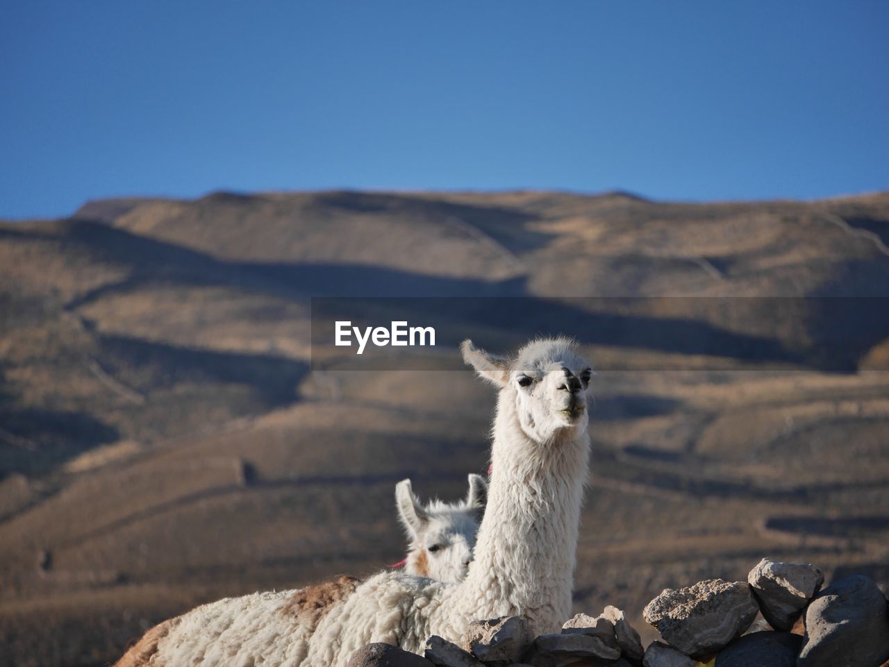 Llama standing against mountain